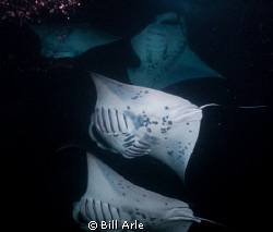 Manta night dive. Big Island, Hawaii. June 30th. by Bill Arle 